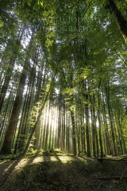 A woodland with sun streaming in through the trees. Near Taffs Well, Cardiff