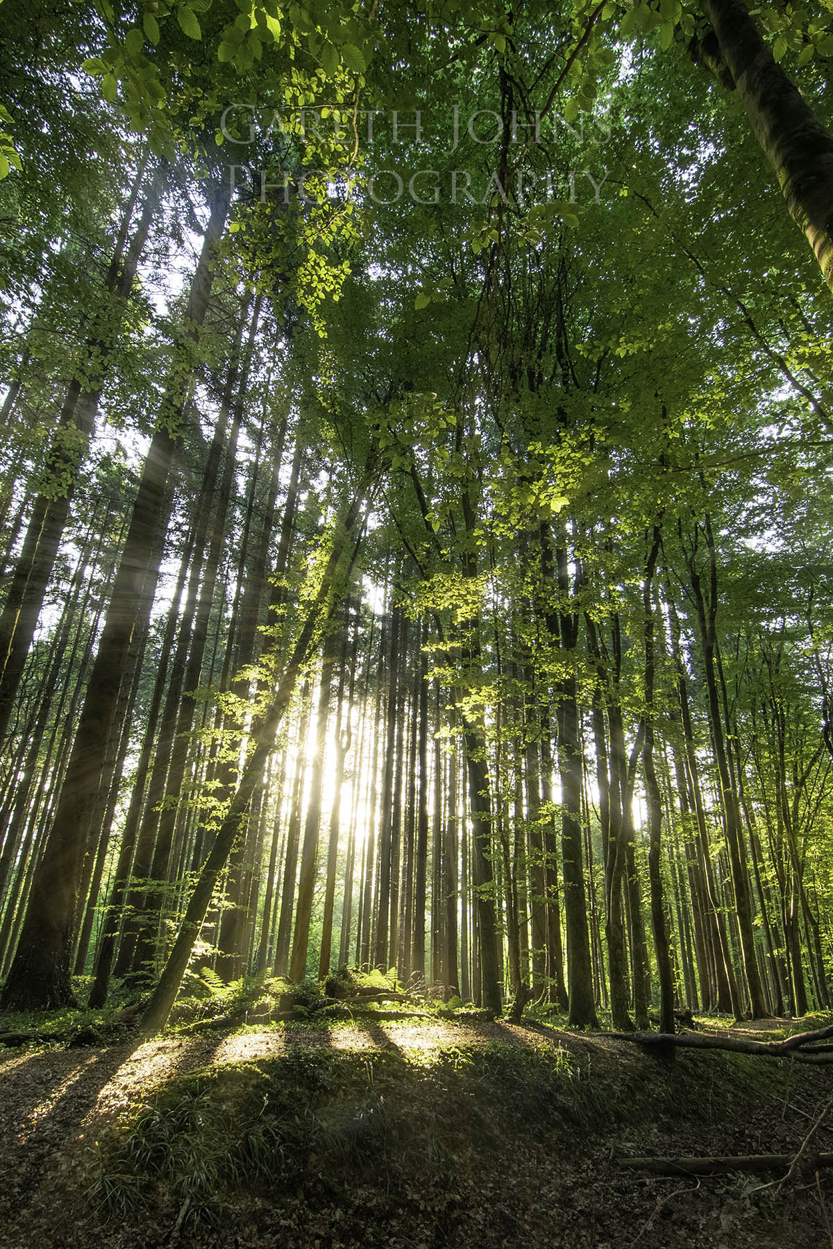 A woodland with sun streaming in through the trees. Near Taffs Well, Cardiff