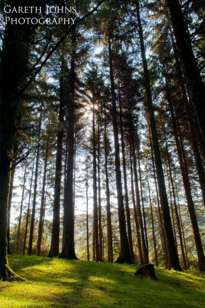 Woodland at Pontsticill reservoir