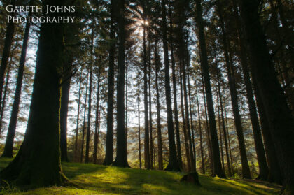 Woodland at Pontsticill reservoir