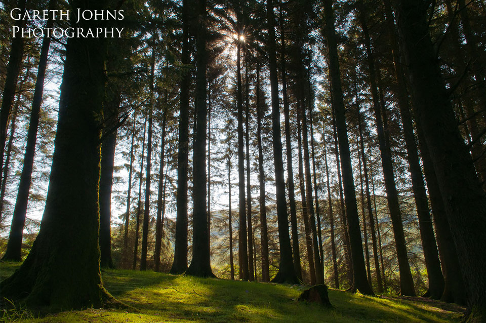 Woodland at Pontsticill reservoir
